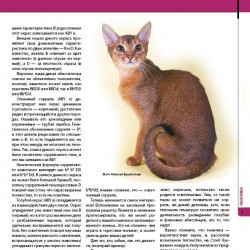For Novice Abyssinianbreeders