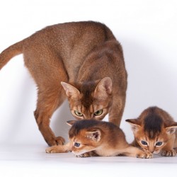 Basic concepts of ethology young kittens