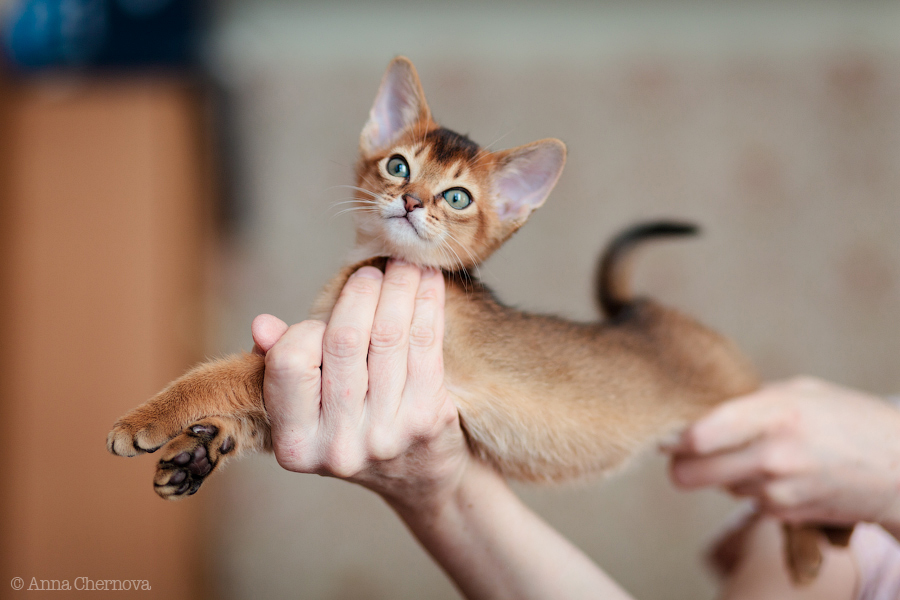 Сколько стоит абиссинский котенок? | Питомник абиссинских кошек Petrovna/  Petrovna abyssinian cattery