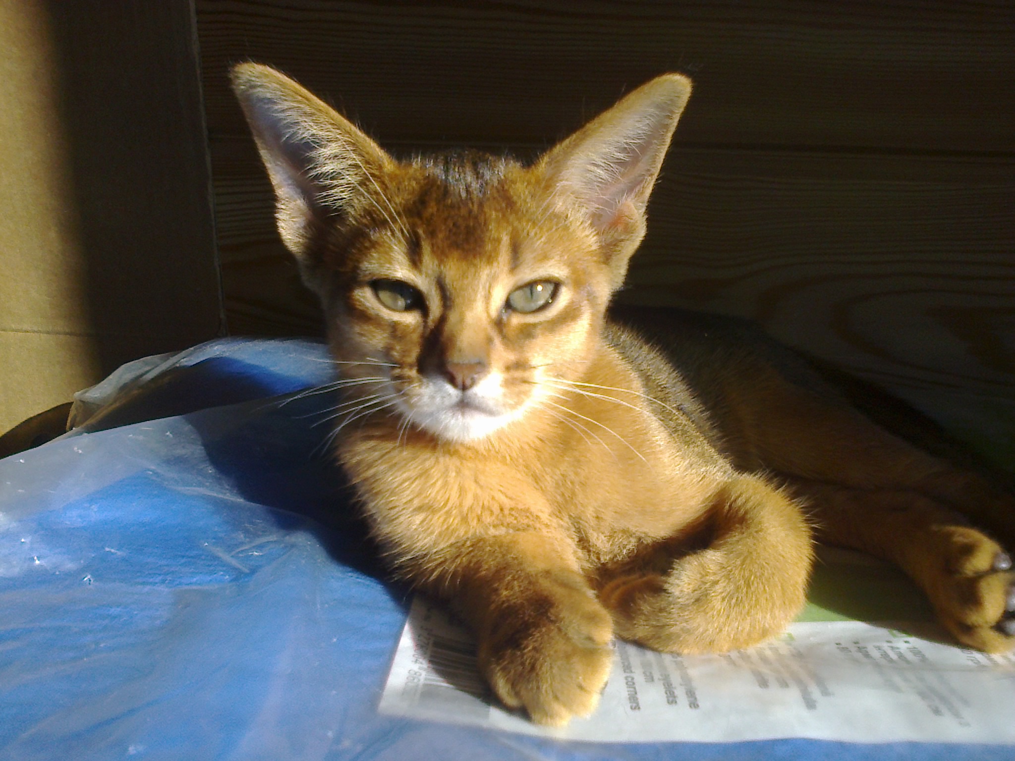 Важно! Как забронировать котенка | Питомник абиссинских кошек Petrovna/  Petrovna abyssinian cattery